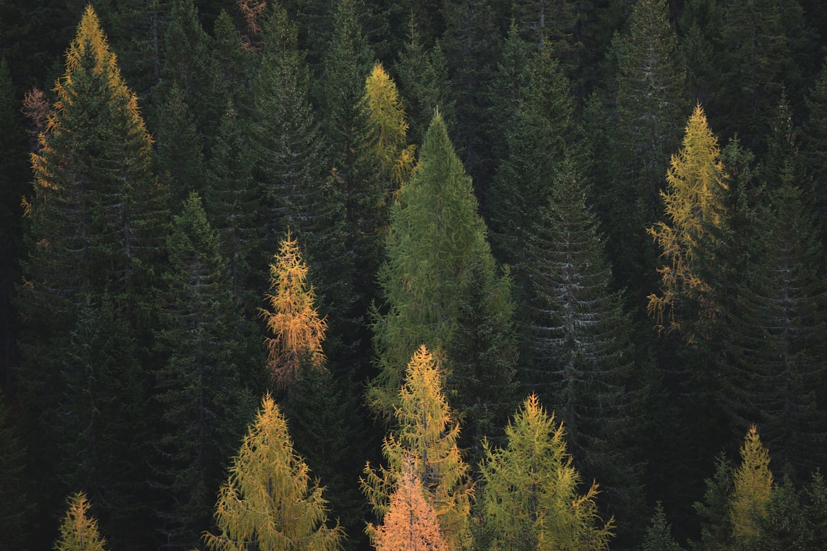 Starlink satellite dish on a weathered shingle-style Rhode Island home near the coast